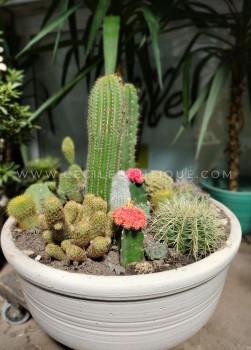 Eva - Jardín de cactus